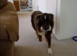 Beer Dog
