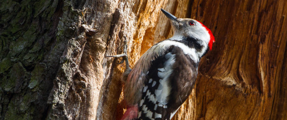 MIDDLE SPOTTED WOODPECKER