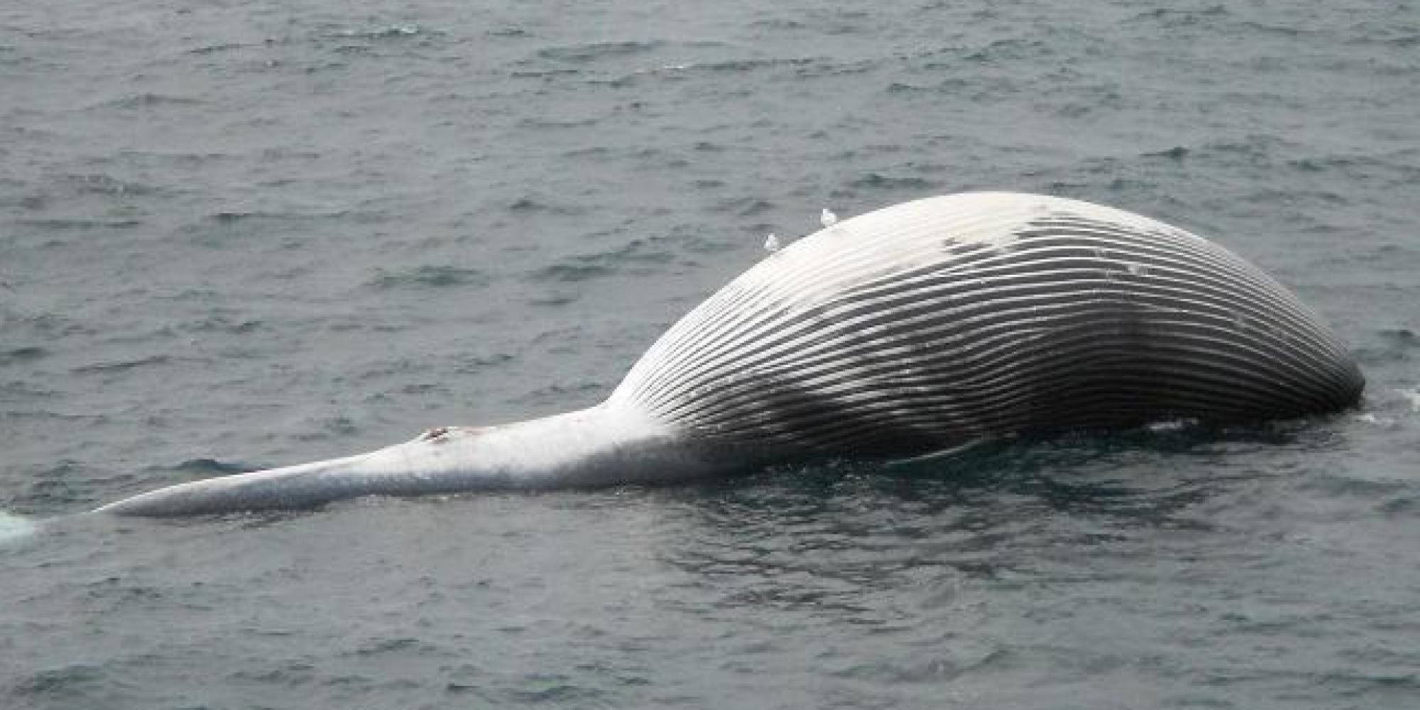 Mysterious Whale Deaths In Alaska Baffle Scientists - Huffington Post