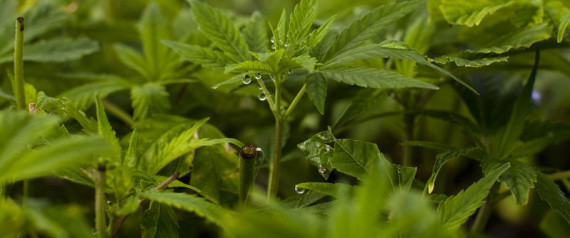Medical Marijuana