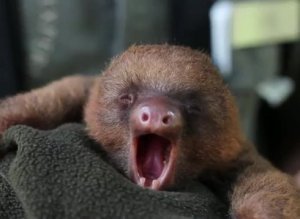 Sleepy Sloth