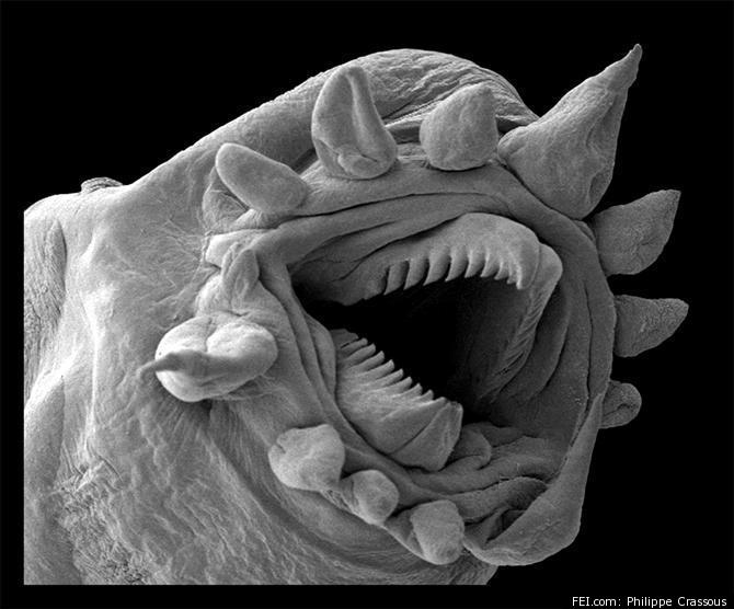 electron microscope art