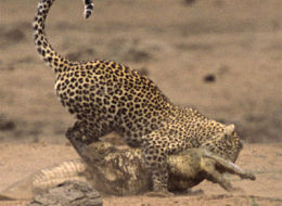 The Thing About Leopard Print...