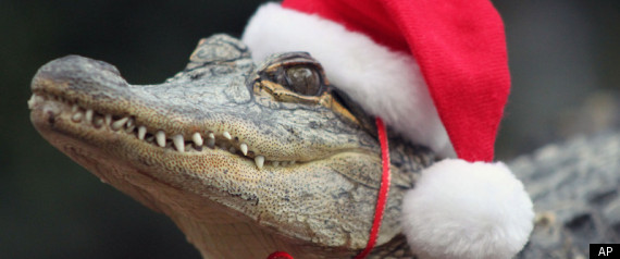 Alligator