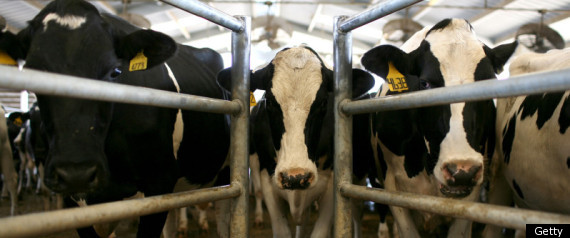 Meat Consumption