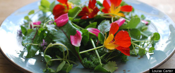 Edible Flowers