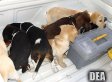 Venezuelan Vet Arrested For Allegedly Implanting Heroin In Puppies