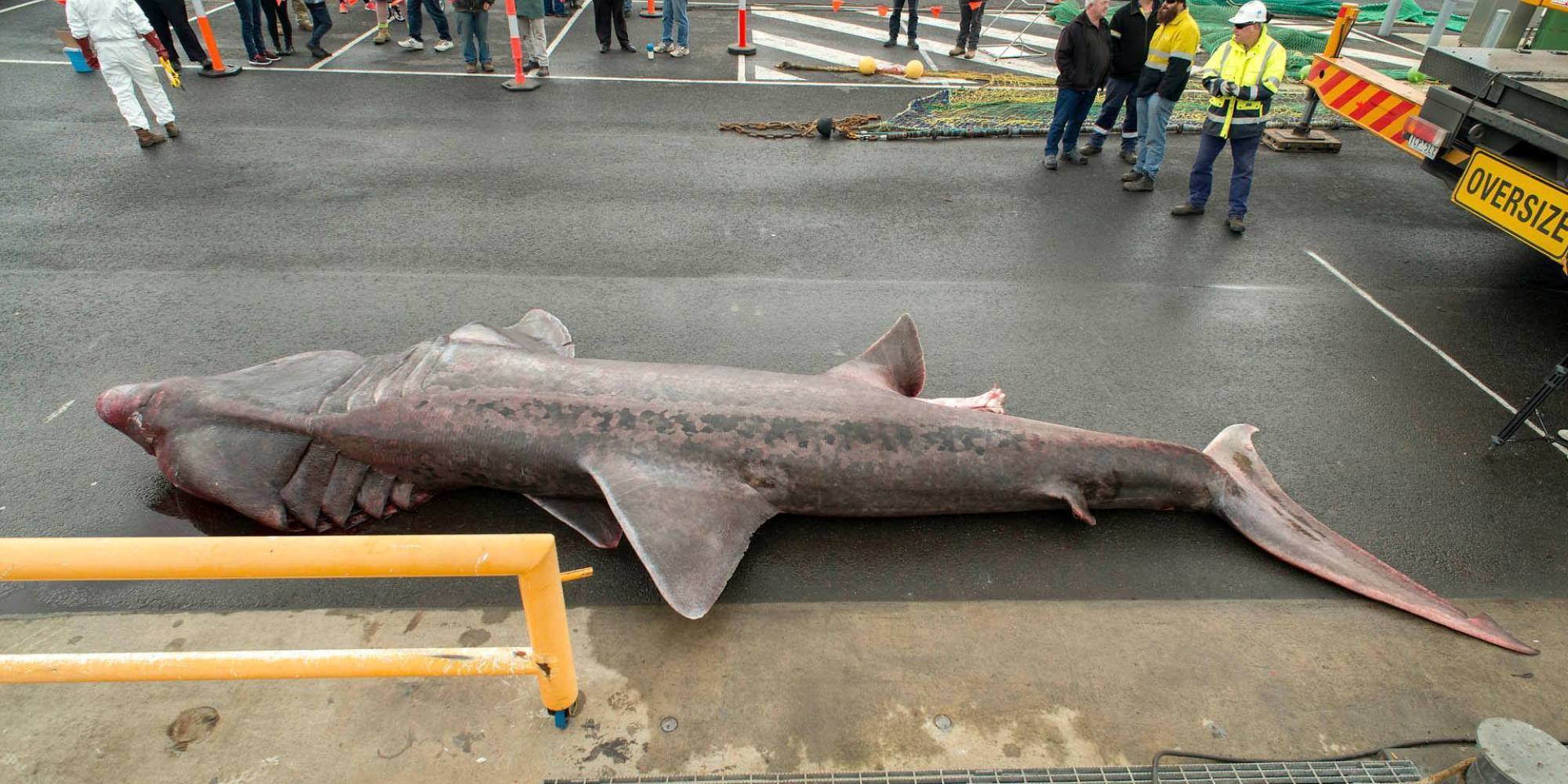 20-foot-basking-shark-caught-in-australia-is-a-rare-boon-for-scientists