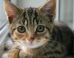6 Human Foods You Should Never Feed Your Cat