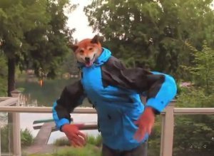 Dancing Dog