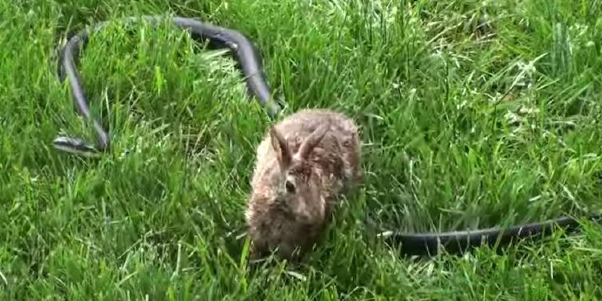 Mother Rabbit Goes Berserk On Snake Attacking Her Babies HuffPost