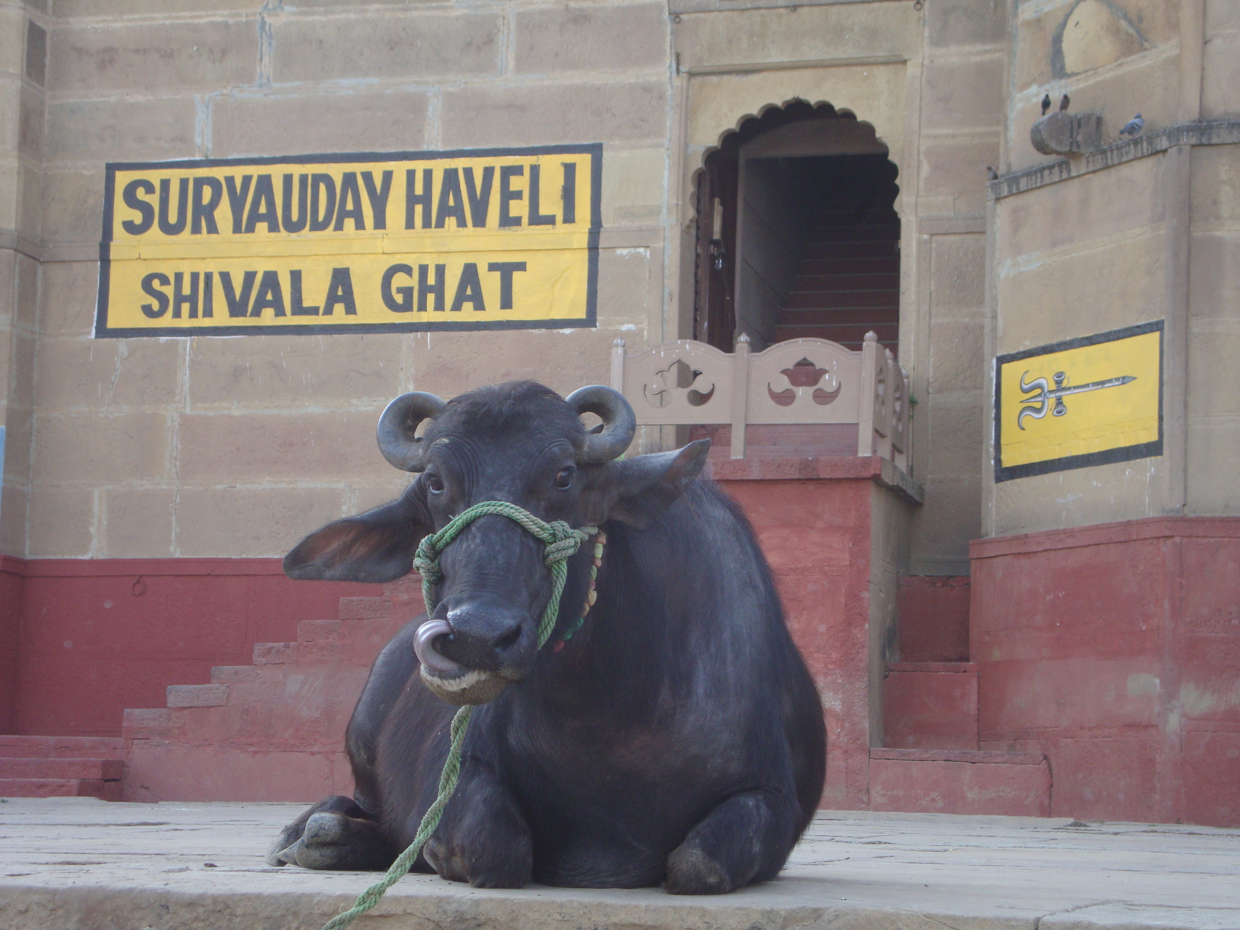 Thief Who Stole Uttar Pradesh Minister Azam Khan's Buffaloes Has Been Found After Year-Long Hunt