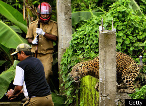 Leopard Attack India
