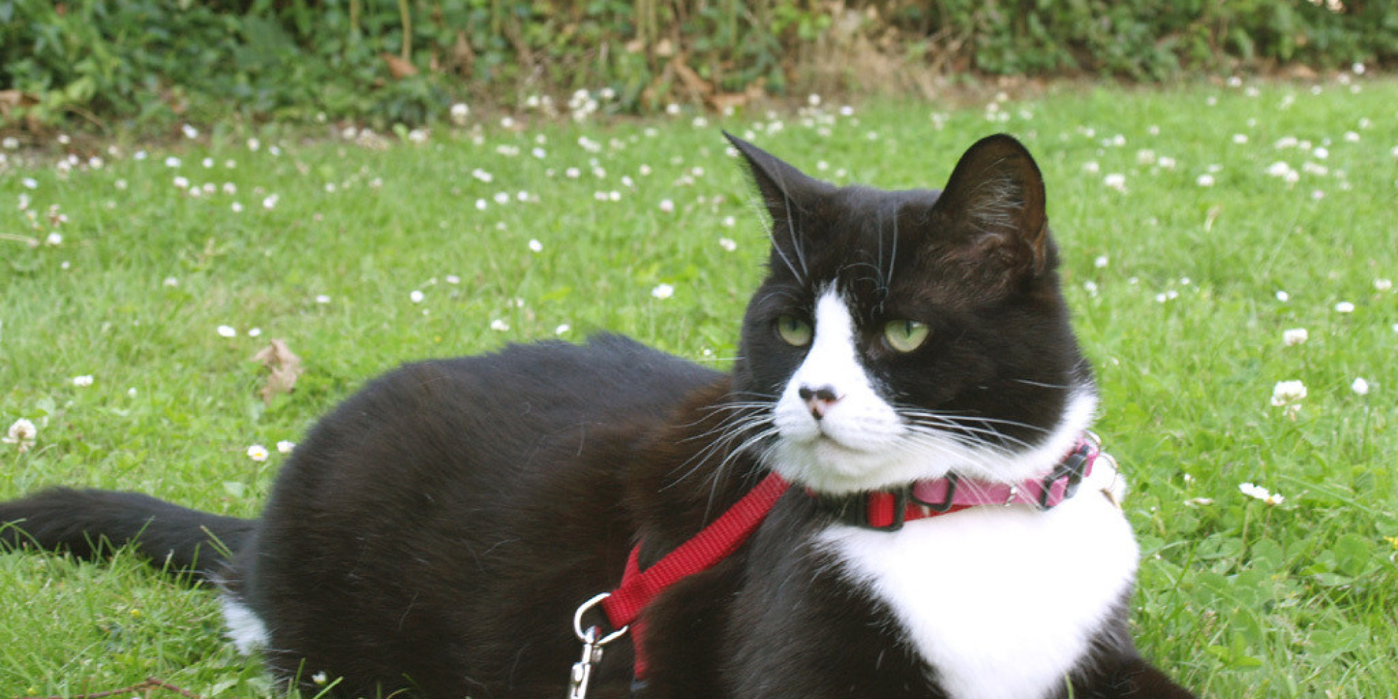 how-to-walk-your-cat-on-a-leash-and-why-you-should-huffpost