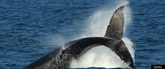 Iceland Whaling