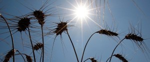 agricultura