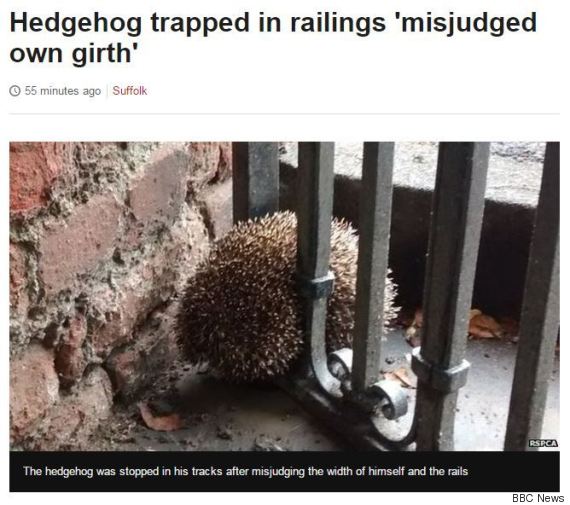 bbc news suffolk hedgehog misjudged his own girth