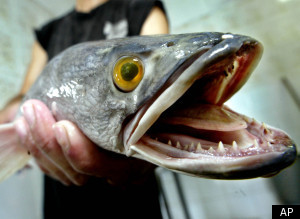 Snakehead Recipes