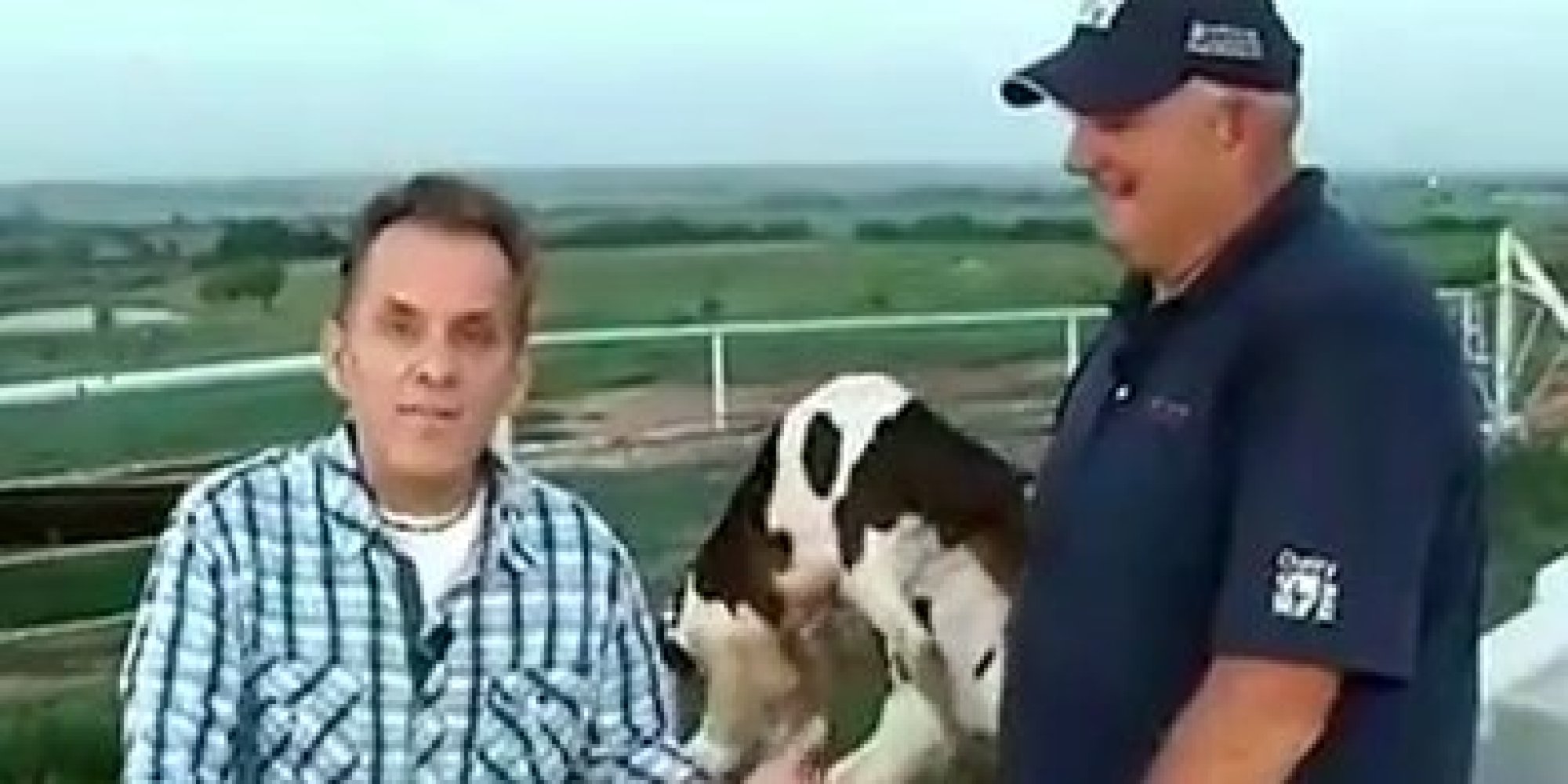 Cow Sex Spices Up News Segment Huffpost 6858