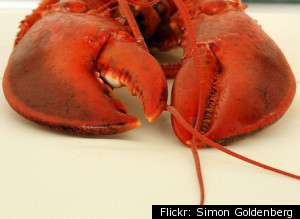 Lobsterman Diary