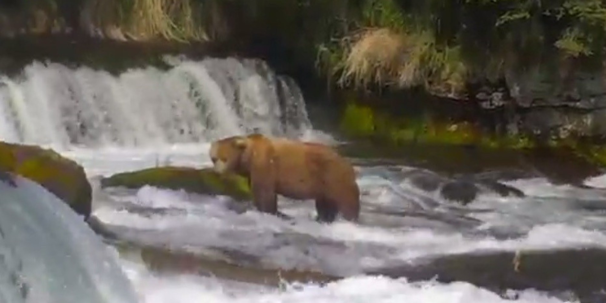 alaska-bear-cam-lets-you-watch-brown-bears-catch-salmon-live-at-katmai-national-park-huffpost