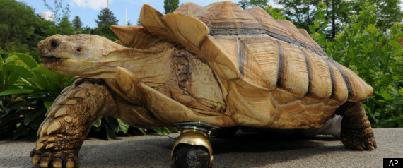 artificial leg, tortoise