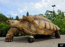 No Leg Is No Problem For Tortoise With Wheel Prosthetic