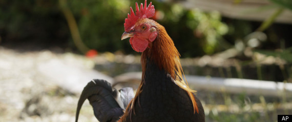 Chicken In Hot Car