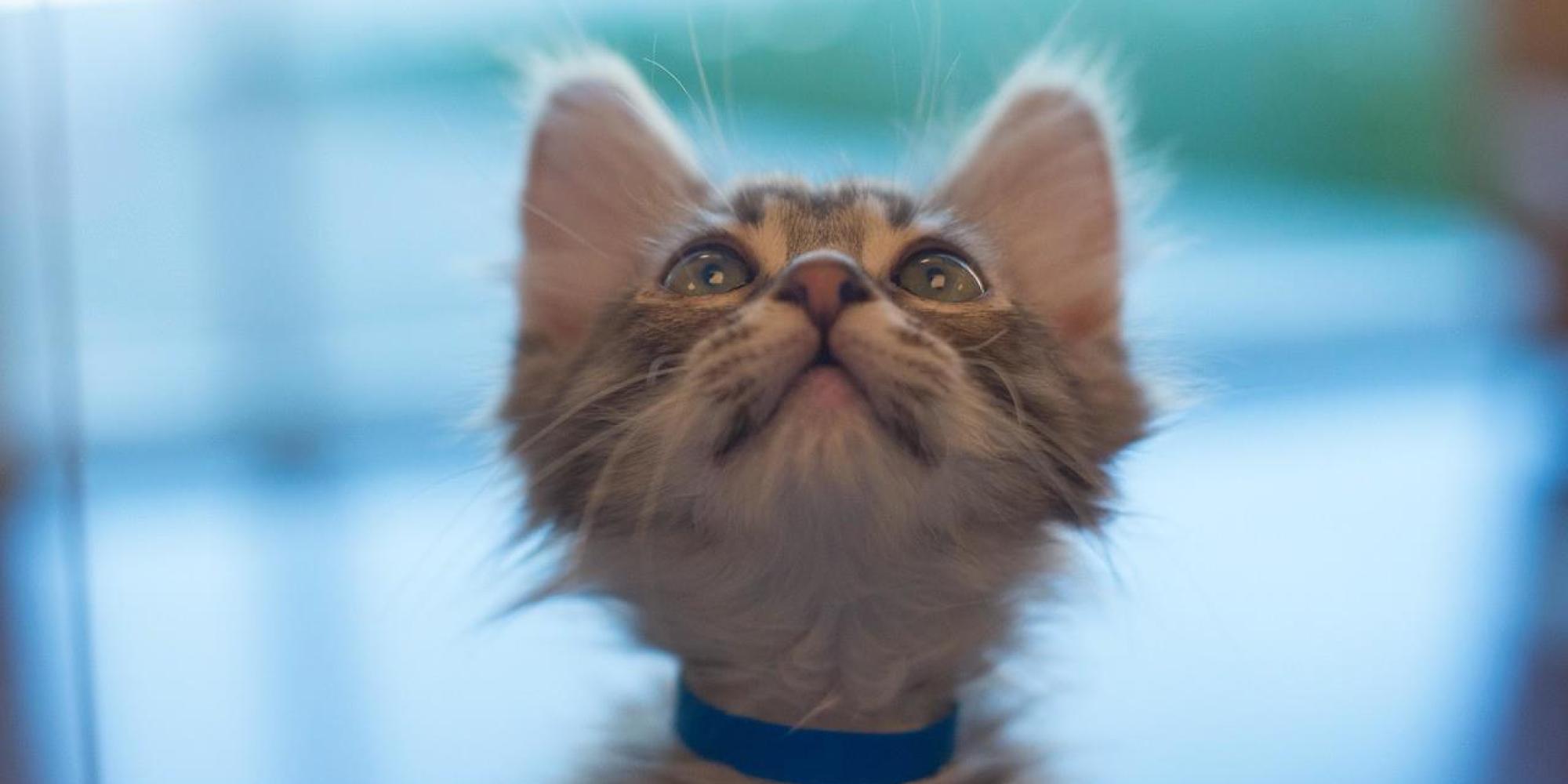 'Kitten Rentals' Are The Purr-fect Way To Get Your Cat Fix And Help Homeless Animals