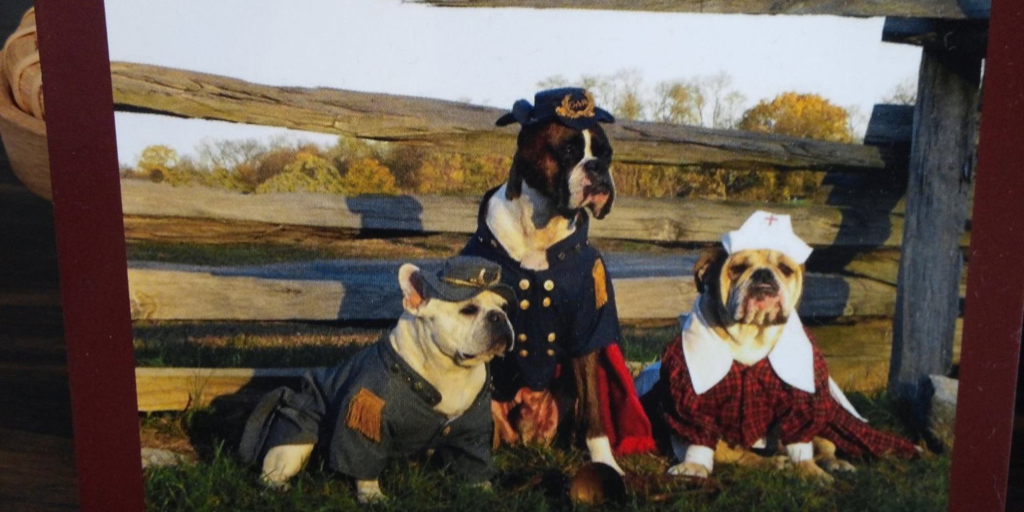Your Dog Probably Needs A CustomMade, Historically Accurate Civil War