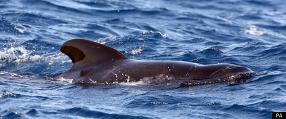 Pilot Whale