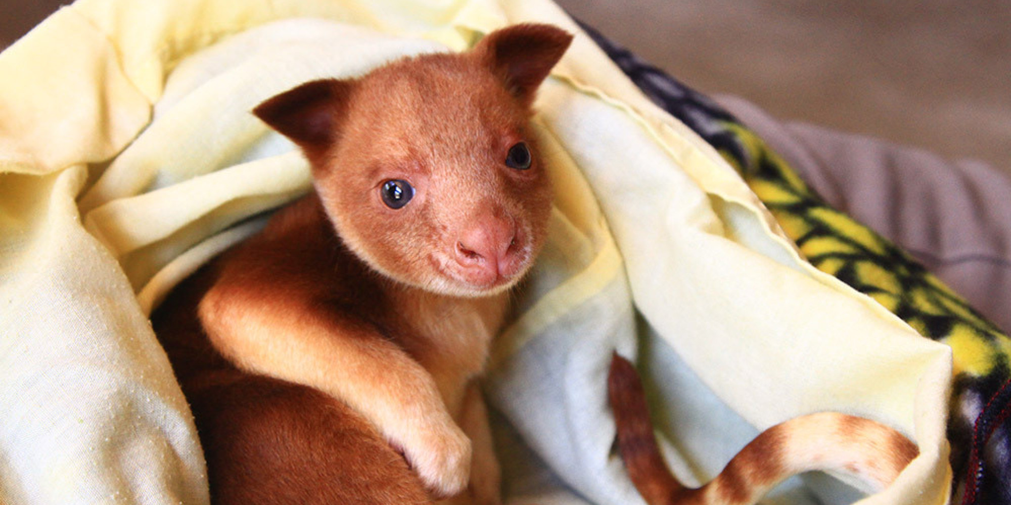 Orphaned Baby Kangaroo Finds New Home With Surrogate Wallaby Mom HuffPost