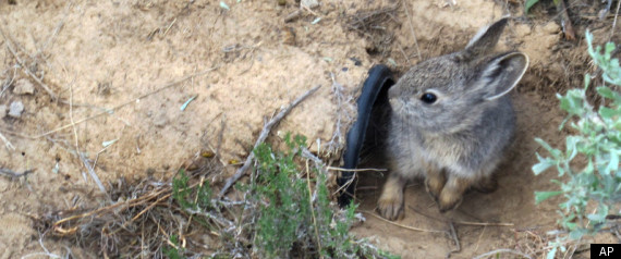 Pygmy Rabbit
