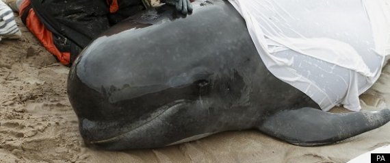 Pilot Whales