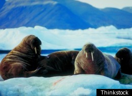 Peddling Ring: Island Eskimo Hunters Plead Guilty To Swapping Walrus Tusks For Marijuana