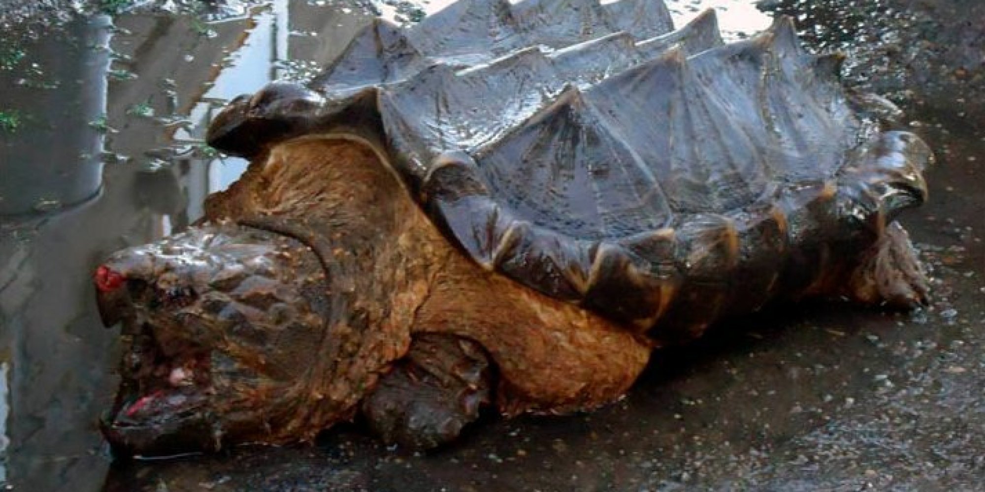 What Dinosaur Looks Like A Turtle