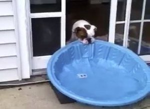 Dog Pool