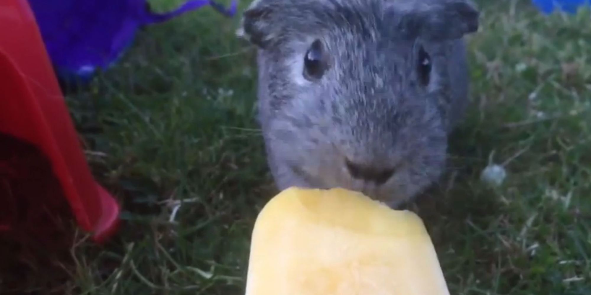 Guinea Pig Eats Ice Lolly HuffPost UK