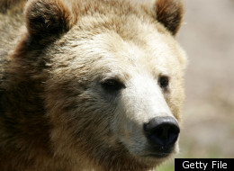 Grizzly Bear