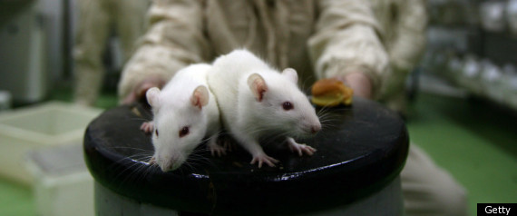 Animal Human Experiments