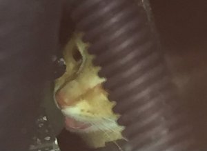 Cat Stuck In Engine Block