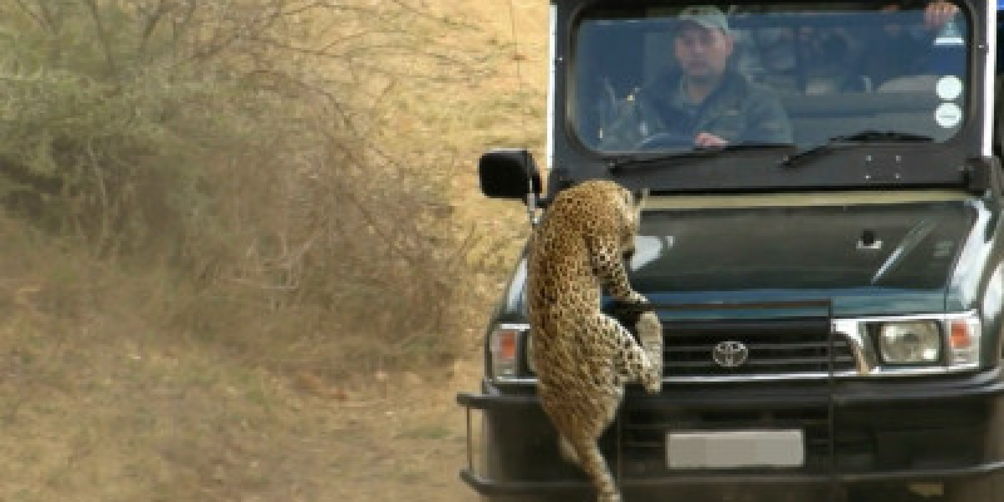 Leopard Attacks British Safari Guide In South Africas Kruger National Park Huffpost Uk 