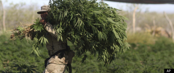 Marijuana Plants