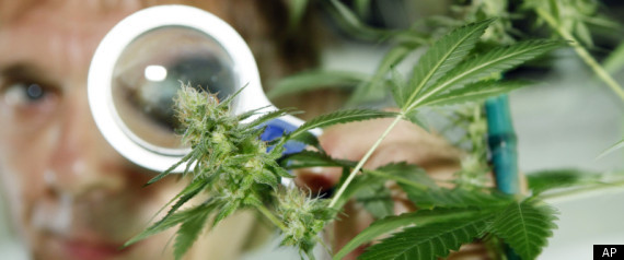 California Marijuana