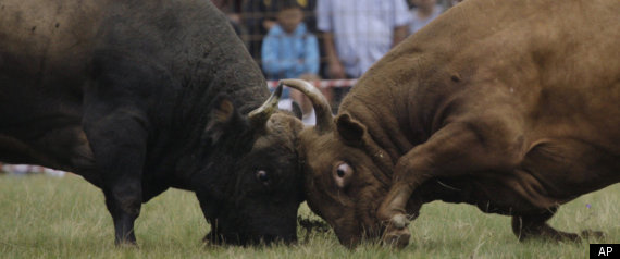 Bosnian Bullfight