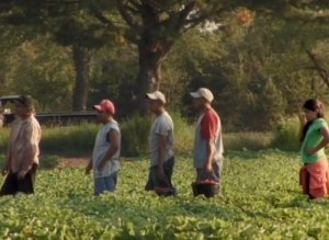 Migrant Farm Workers