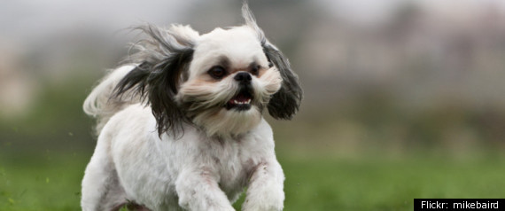 Microchip Puppy
