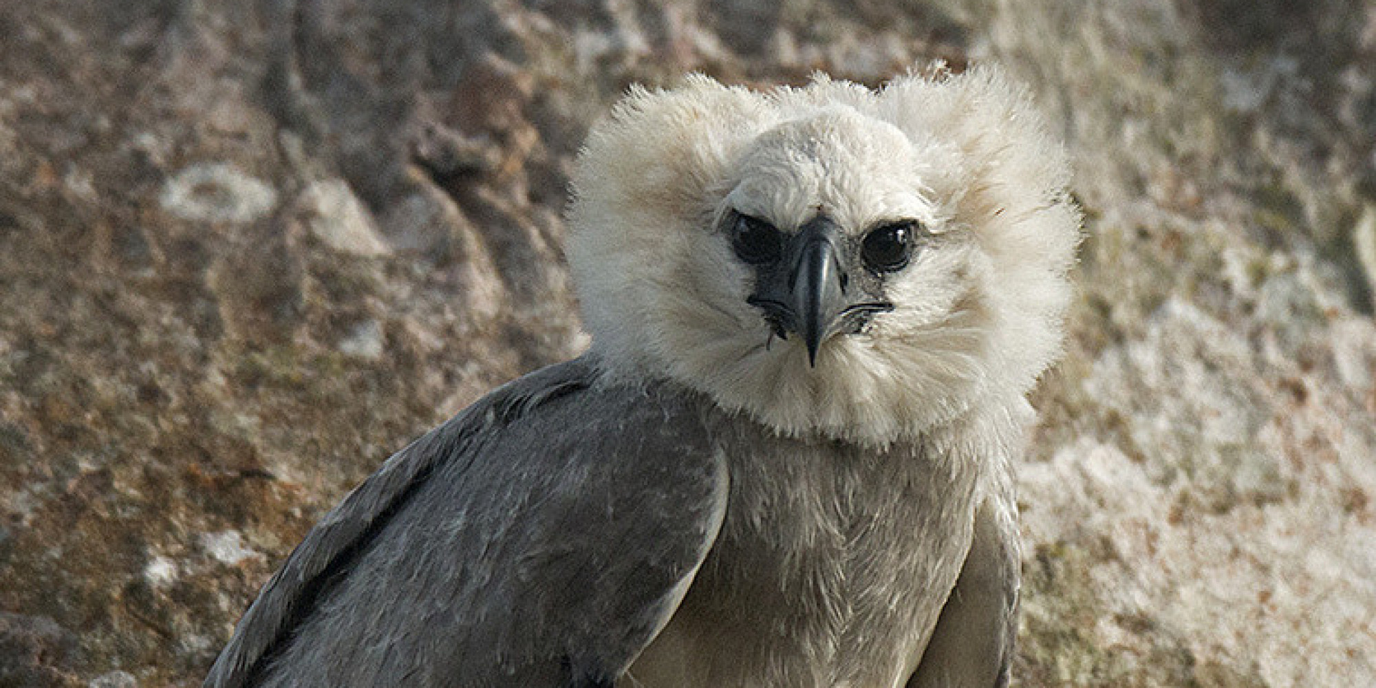 Rare Harpy Eagle Found in the Amazon HuffPost