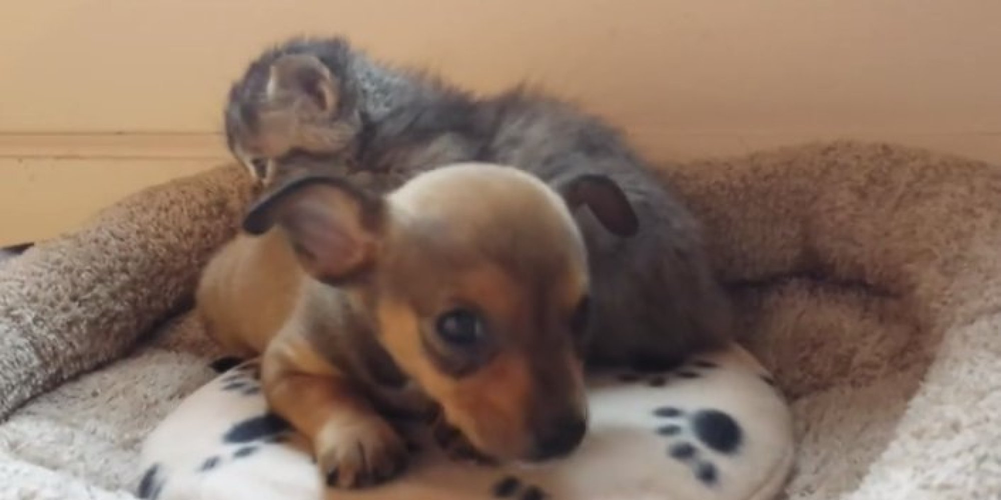 Puppy And Kitten's Cuddle Time Will Melt Your Heart HuffPost