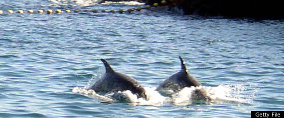 Taiji Dolphins